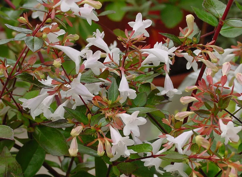 Abélia (Abelia × grandiflora)