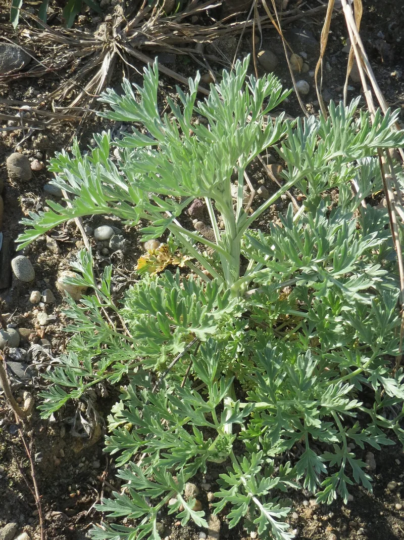 Absinthe — Artemisia absinthium
