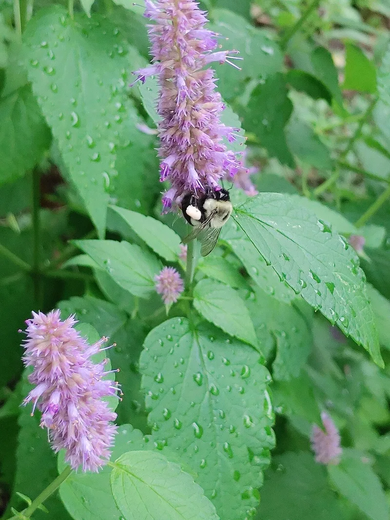 Agastache fenouil — Agastache foeniculum