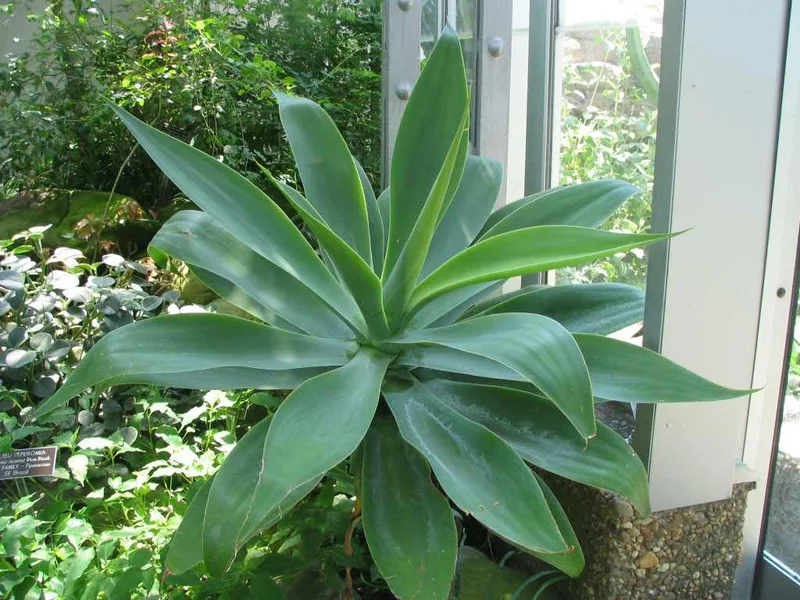 Agave sans épines — Agave attenuata