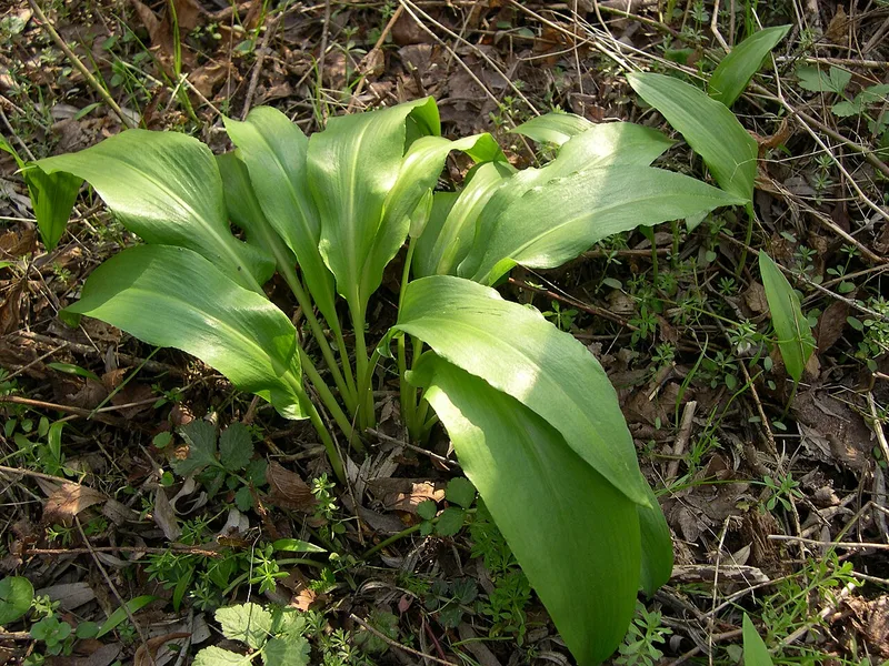 Ail des ours — Allium ursinum