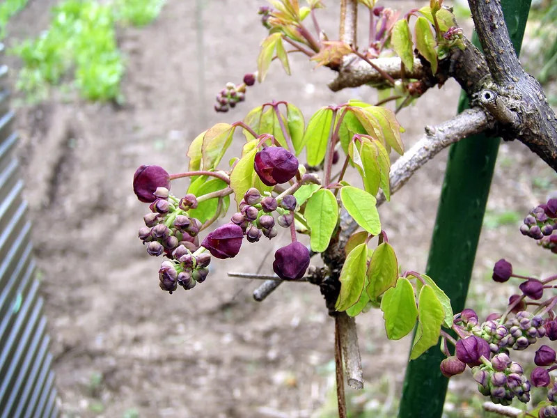 Akébia — Akebia quinata