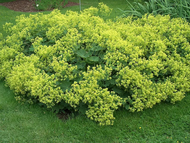 Alchémille — Alchemilla mollis