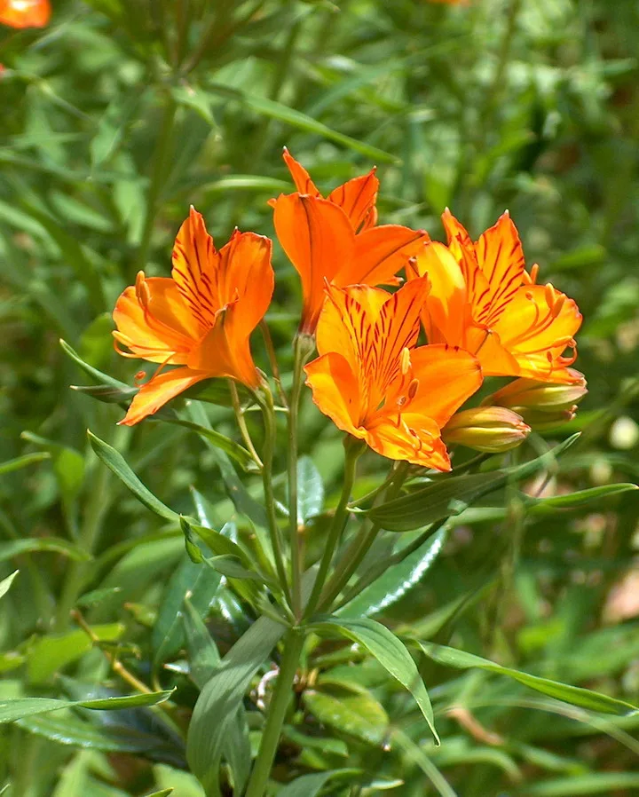 Alstroémère — Alstroemeria aurea