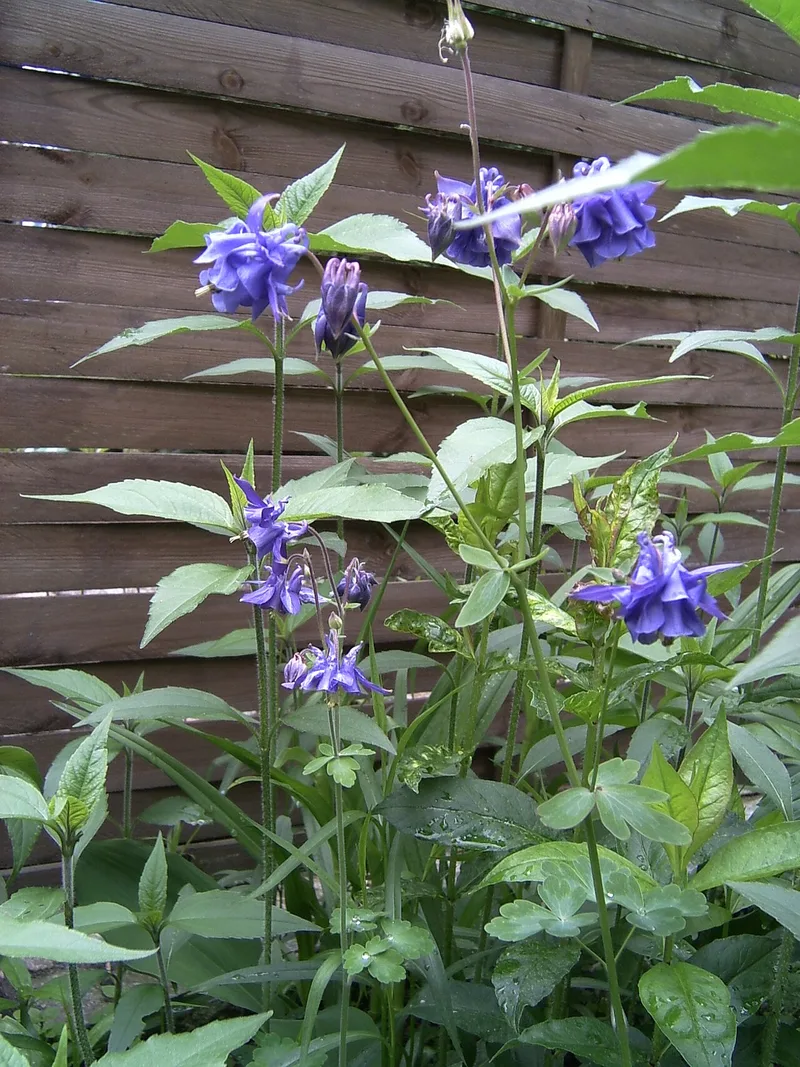 Ancolie — Aquilegia vulgaris