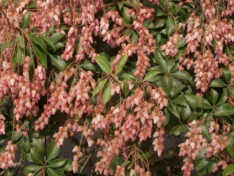Andromède du Japon — Pieris japonica