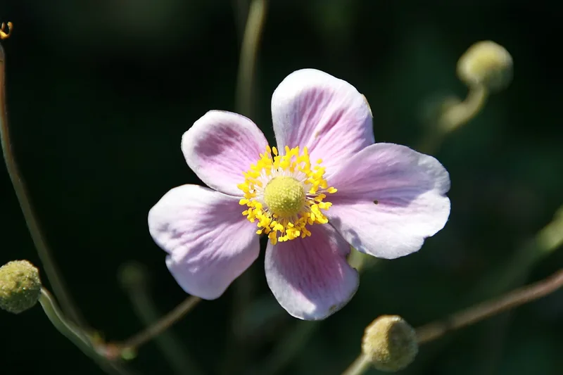 Anémone du Japon — Anemone hupehensis