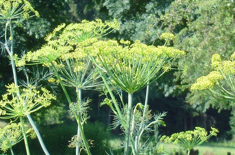 Aneth — Anethum graveolens
