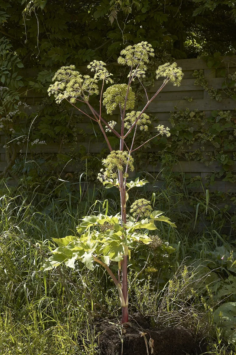 Angélique officinale — Angelica archangelica