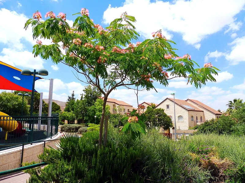 Arbre à soie — Albizia julibrissin