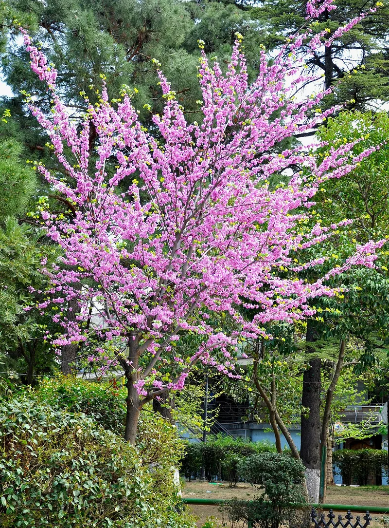 Arbre de Judée — Cercis siliquastrum