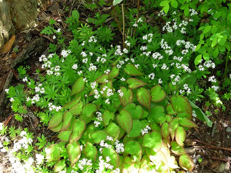 Aspérule odorante — Galium odoratum