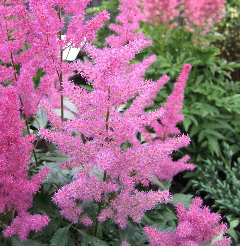 Astilbe — Astilbe x arendsii