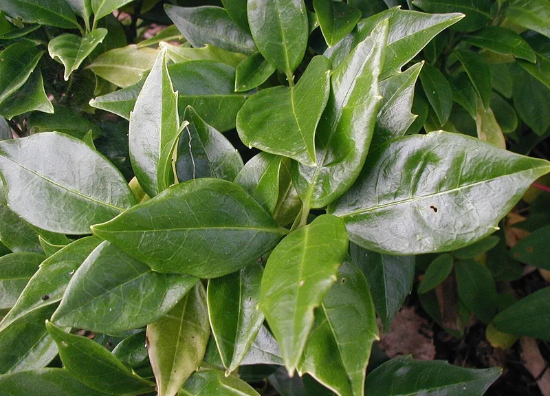 Aucuba — Aucuba japonica