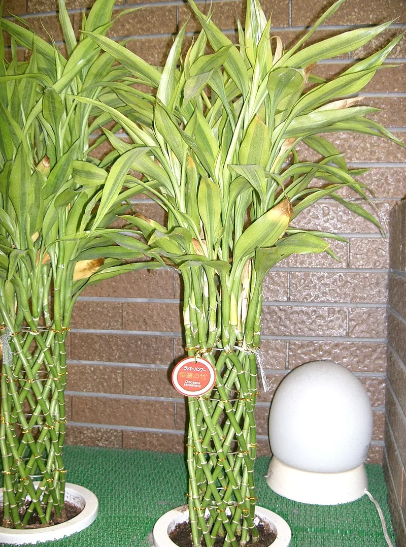 Bambou de la chance — Dracaena sanderiana