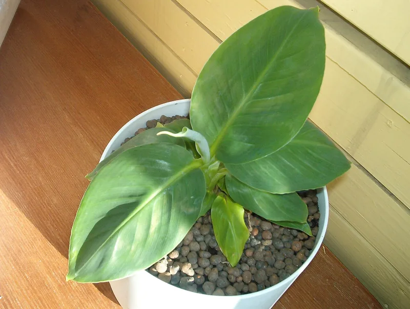 Bananier d'appartement — Musa acuminata