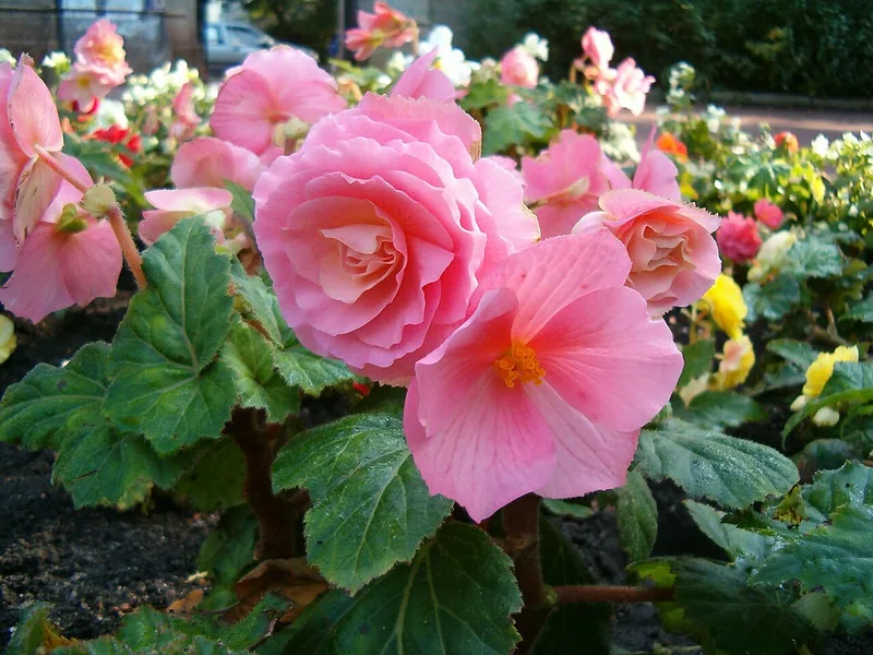 Bégonia tubéreux — Begonia x tuberhybrida