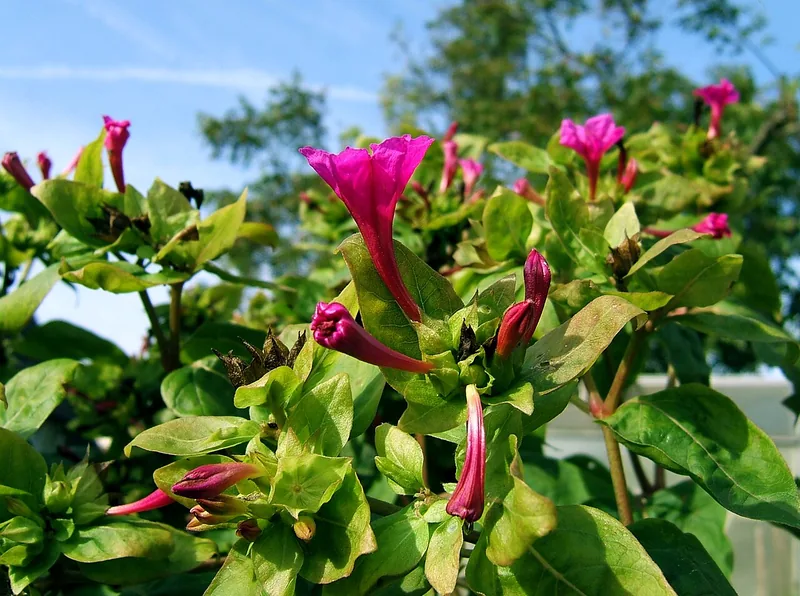 Belle-de-nuit — Mirabilis jalapa