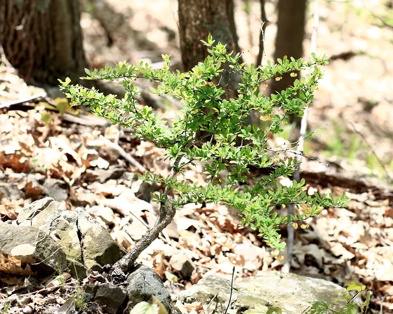 Berbéris — Berberis thunbergii