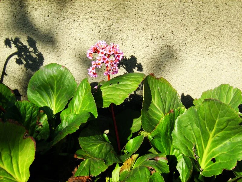 Bergénia — Bergenia cordifolia