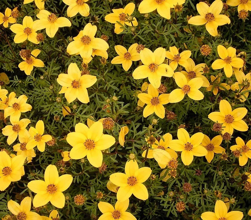 Bidens — Bidens ferulifolia