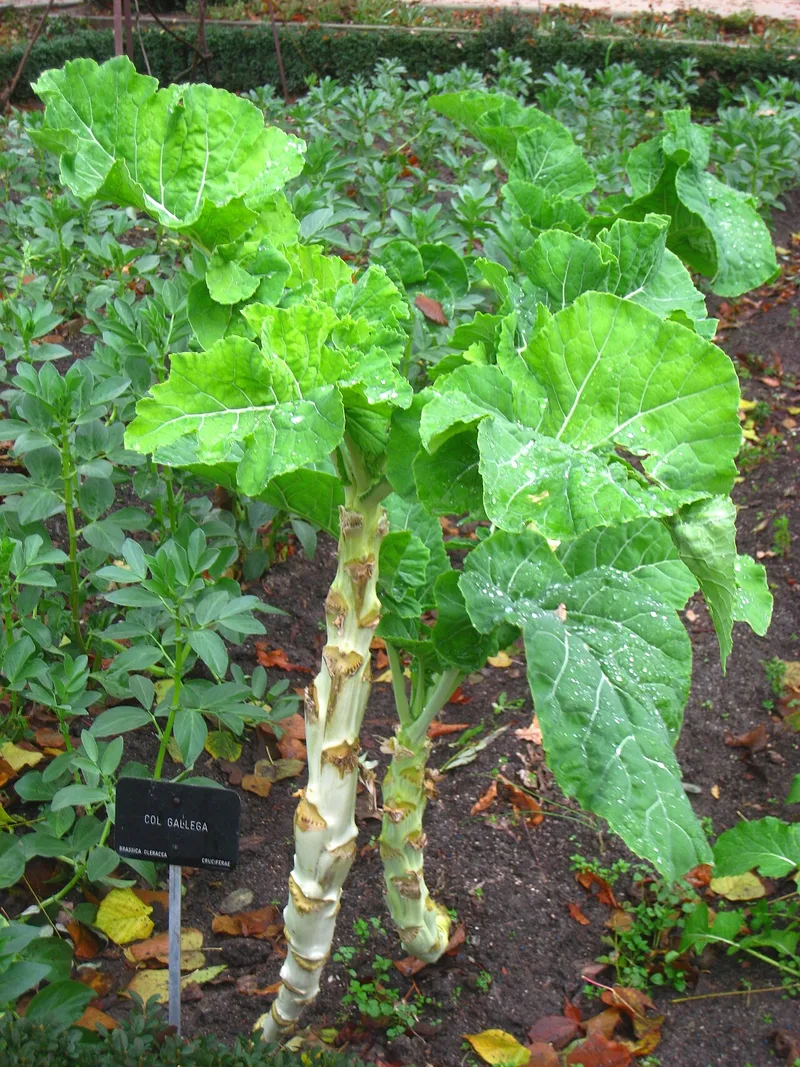 Brocoli — Brassica oleracea var. italica