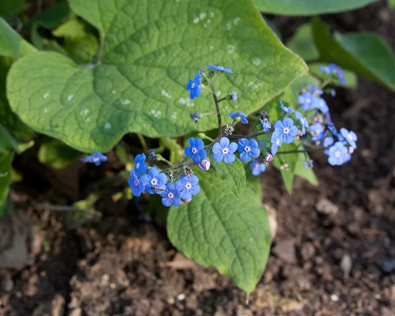 Brunnera — Brunnera macrophylla