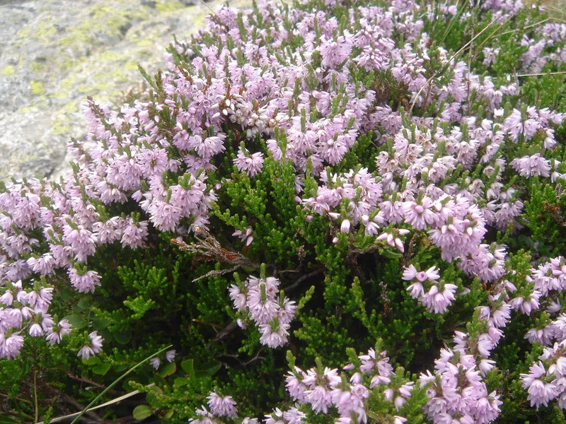 Bruyère — Calluna vulgaris