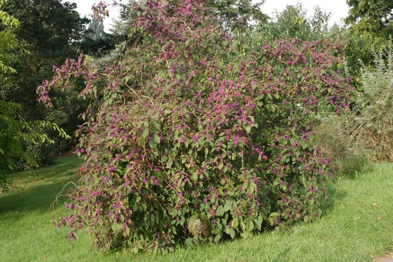 Callicarpa — Callicarpa bodinieri