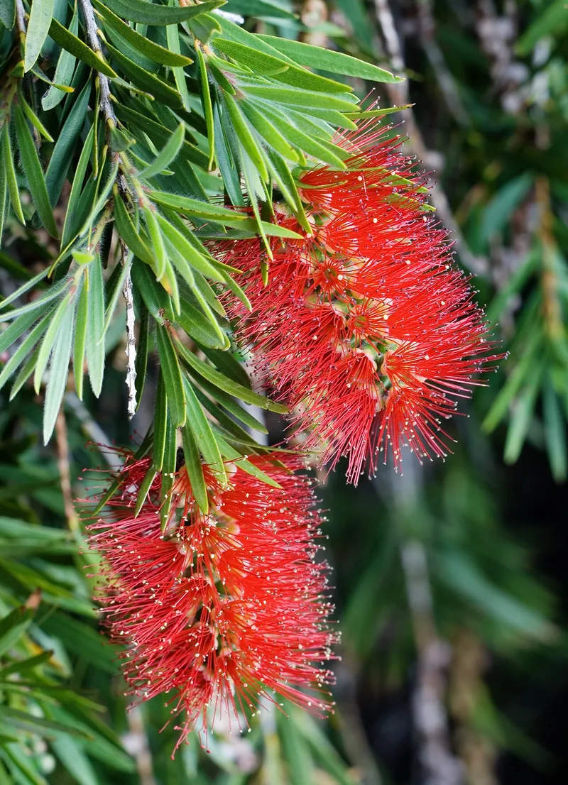 Rince-bouteille — Callistemon citrinus