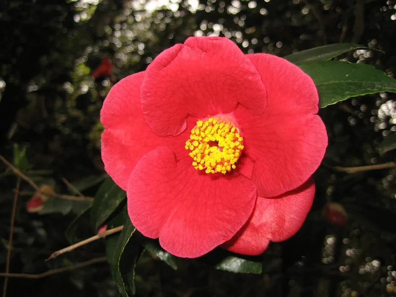 Camélia — Camellia japonica