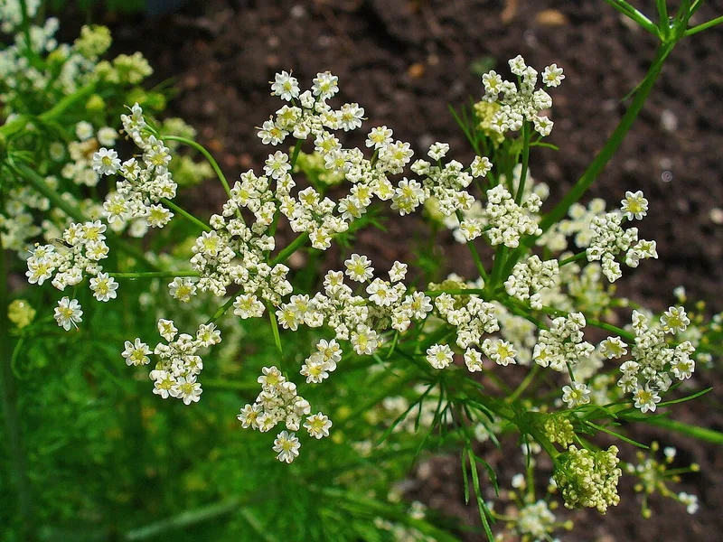 Carvi — Carum carvi