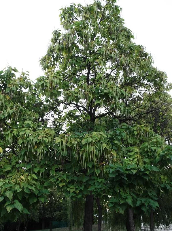 Catalpa — Catalpa bignonioides