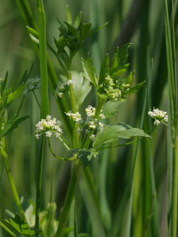 Céleri-rave — Apium graveolens var. rapaceum