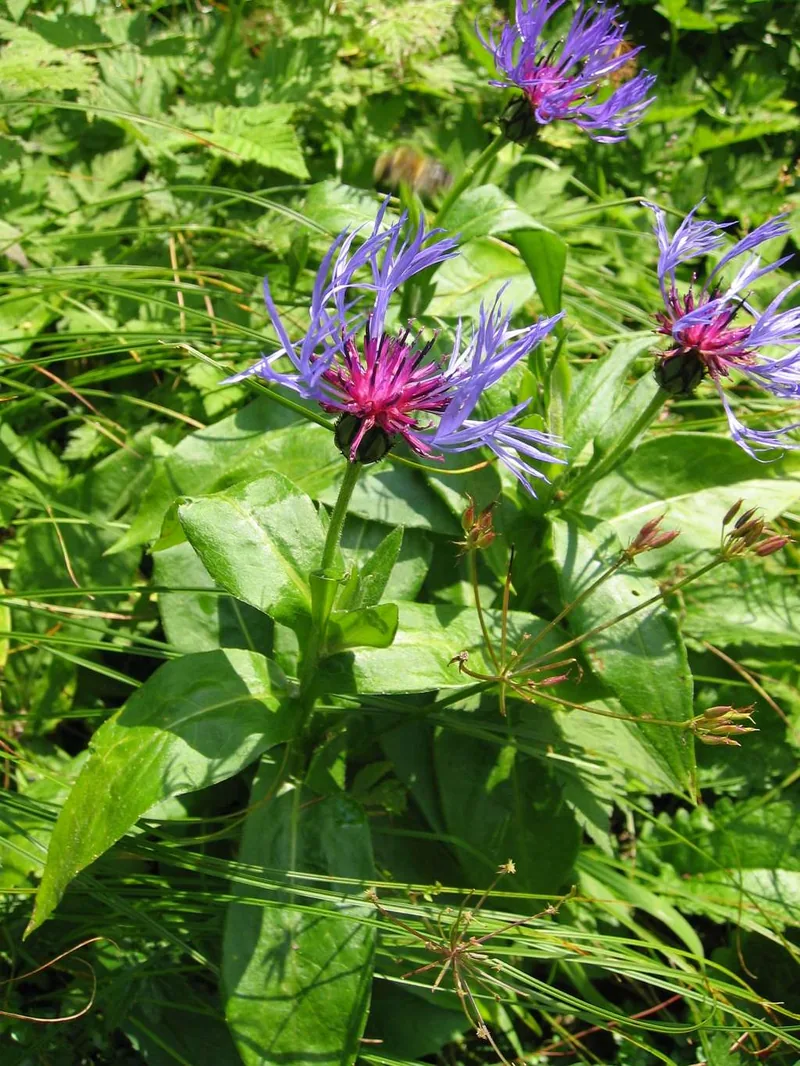 Centaurée des montagnes — Centaurea montana