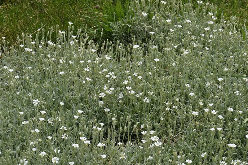 Céraiste — Cerastium tomentosum