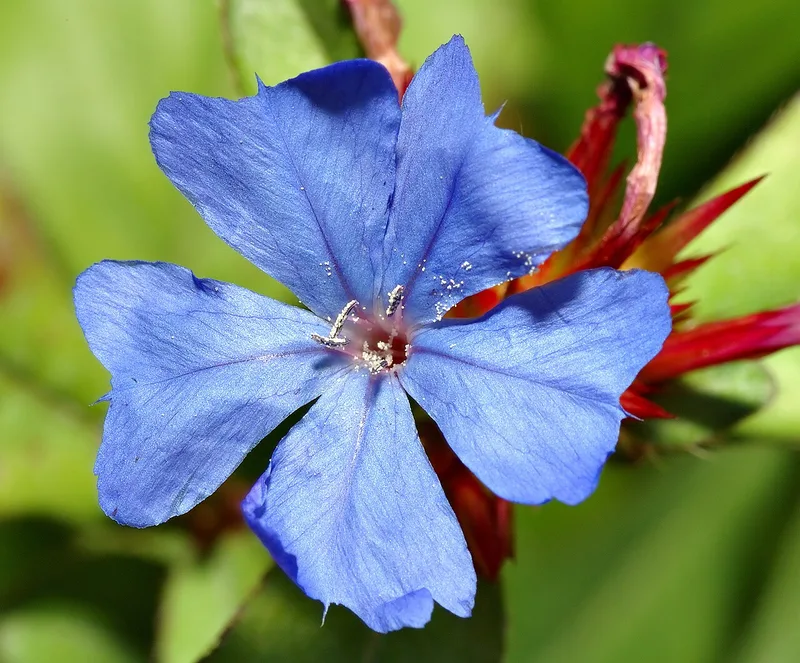 Plumbago rustique — Ceratostigma plumbaginoides
