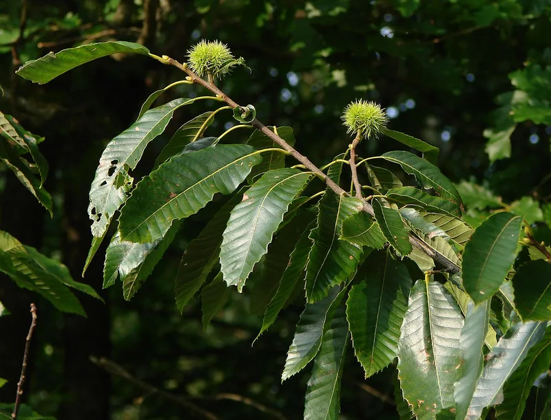 Châtaignier — Castanea sativa