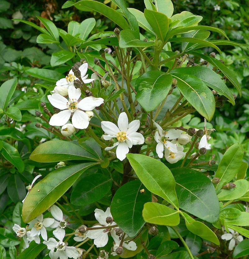 Oranger du Mexique — Choisya ternata