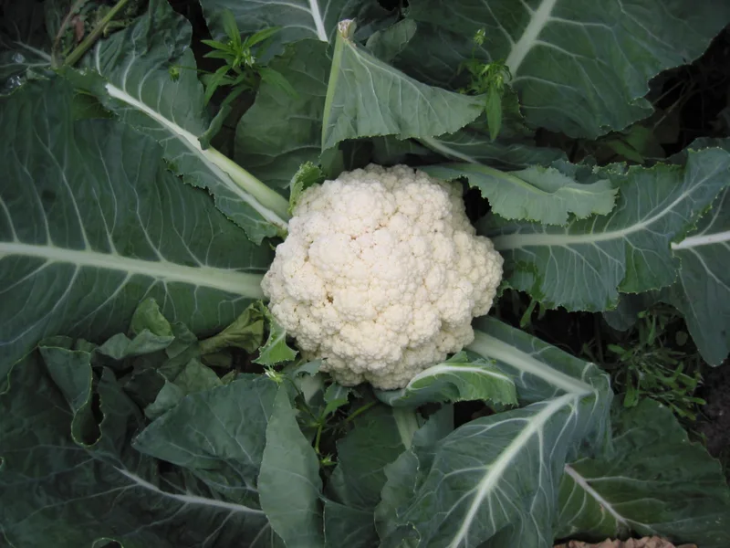 Chou-fleur — Brassica oleracea var. botrytis