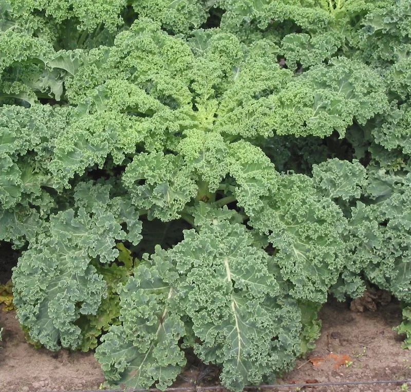Chou kale — Brassica oleracea var. sabellica