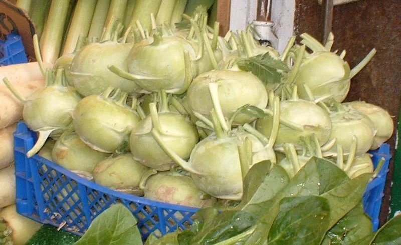 Chou-rave — Brassica oleracea var. gongylodes