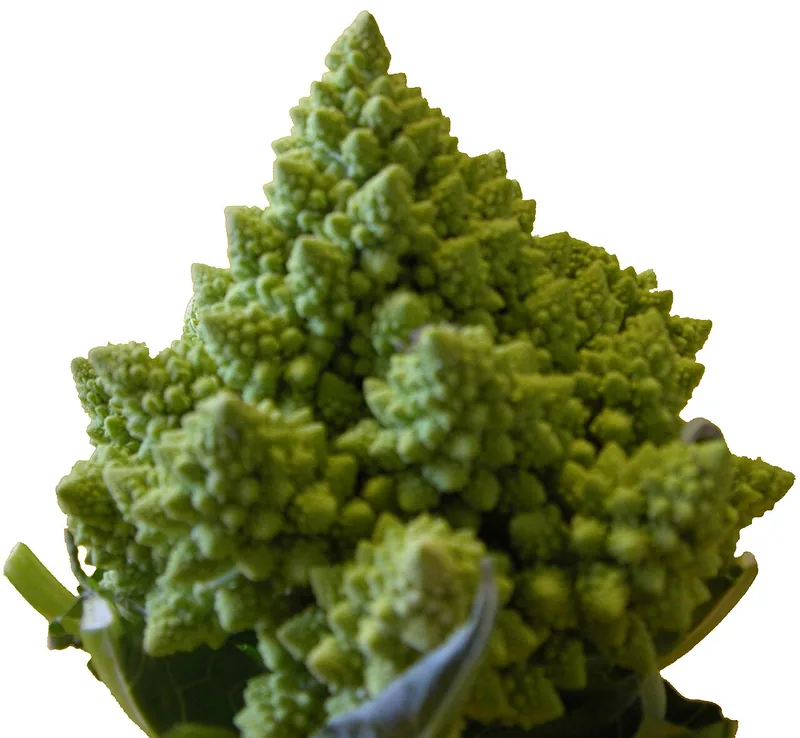 Chou romanesco — Brassica oleracea var. botrytis