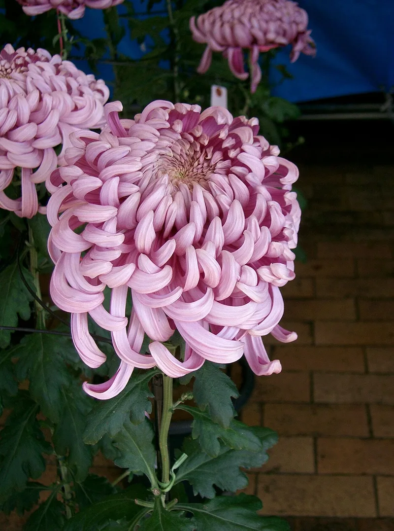 Chrysanthème — Chrysanthemum × morifolium