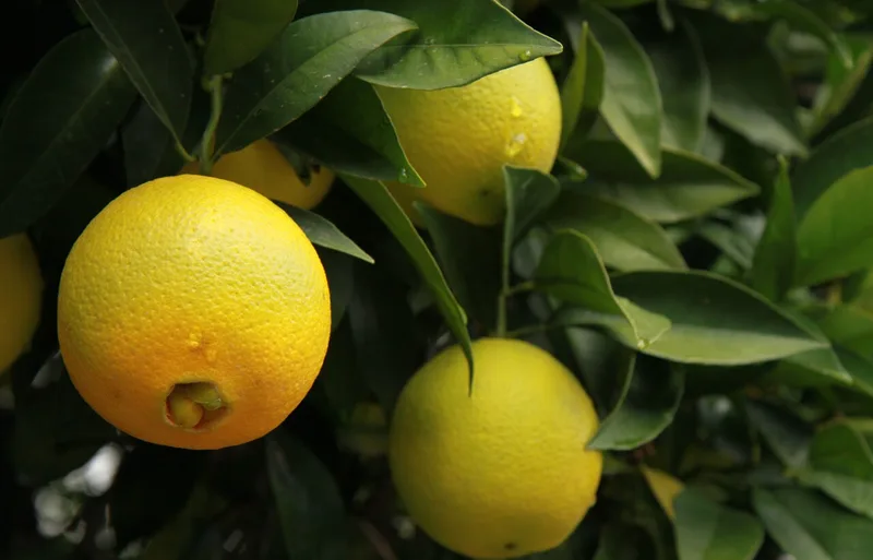 Citronnier — Citrus limon