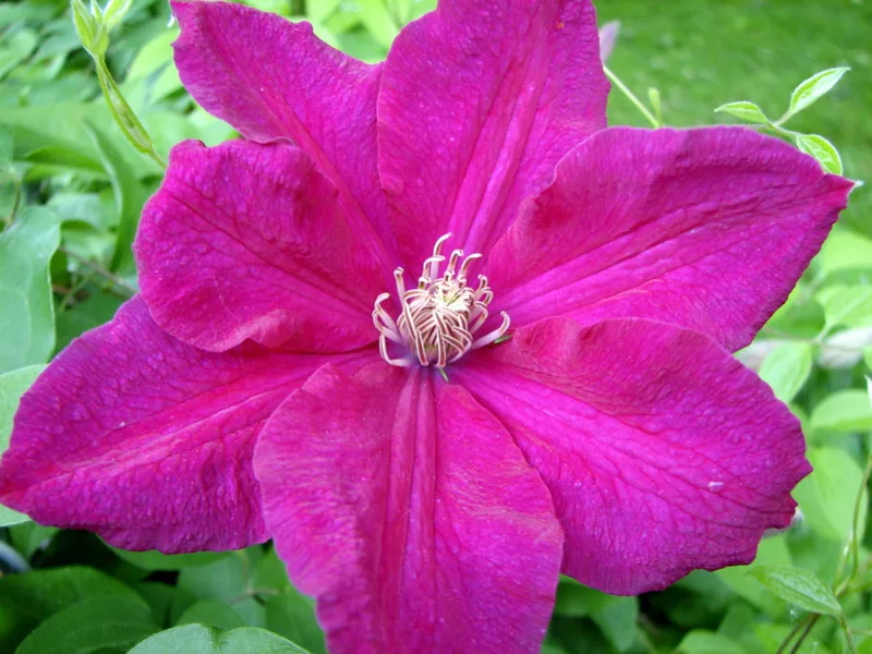 Clématite — Clematis hybrida