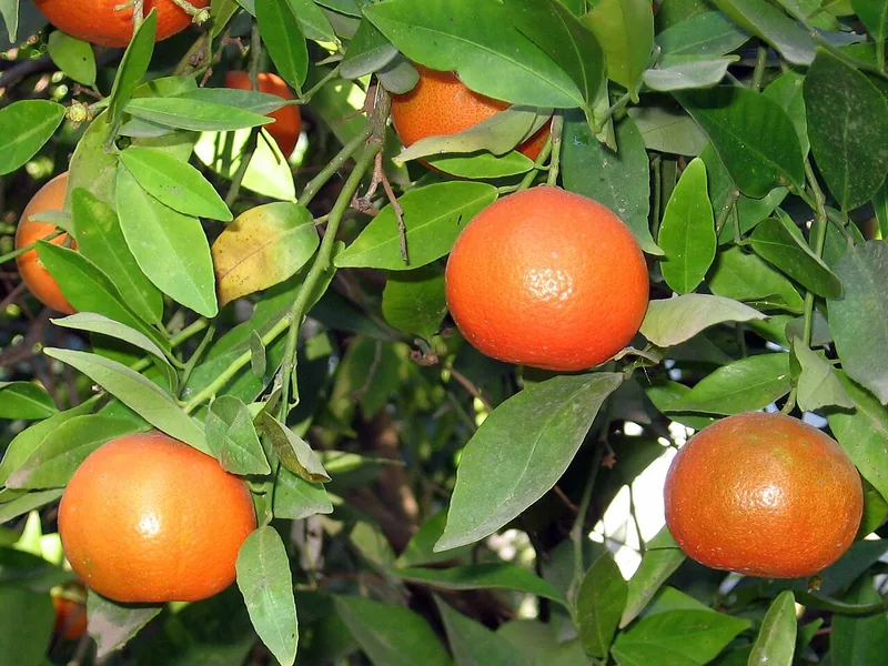Clémentinier — Citrus x clementina