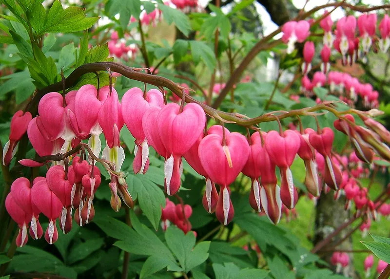 Cœur de Marie — Lamprocapnos spectabilis