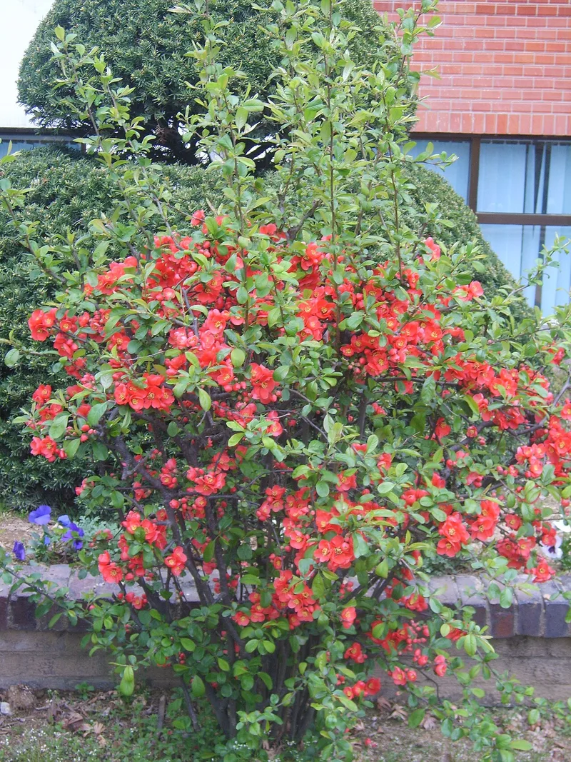 Cognassier du Japon — Chaenomeles speciosa