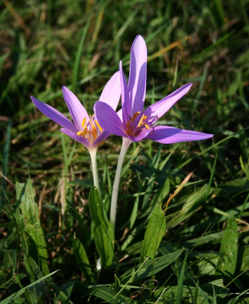 Colchique — Colchicum autumnale